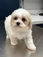READY TO GO!!!!  Aspen, a male Cavapoo and Poodle - Toy  for sale in Indianapolis, IN – 2 of 9