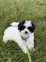 *******  Boulder  *******, a male Cavapoo and Poodle - Toy  for sale in Indianapolis, IN – 3 of 10