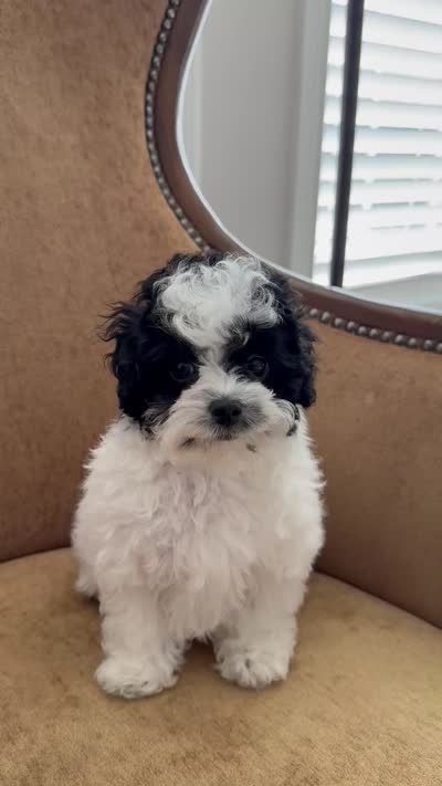 READY FOR PICK UP!!!!!!!, a male Cavapoo and Poodle - Toy  for sale in Indianapolis, IN – 7 of 7