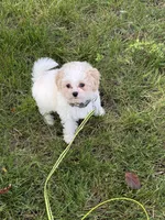 *******Aspen******, a male Cavapoo and Poodle - Toy  for sale in Indianapolis, IN – 3 of 9