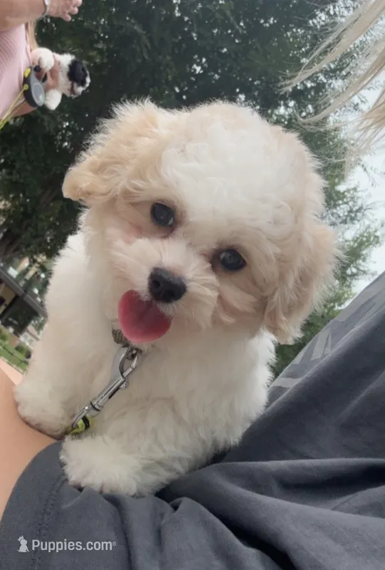 *******Aspen****** – Cavapoo, Poodle - Toy  puppy for sale in Indianapolis, IN