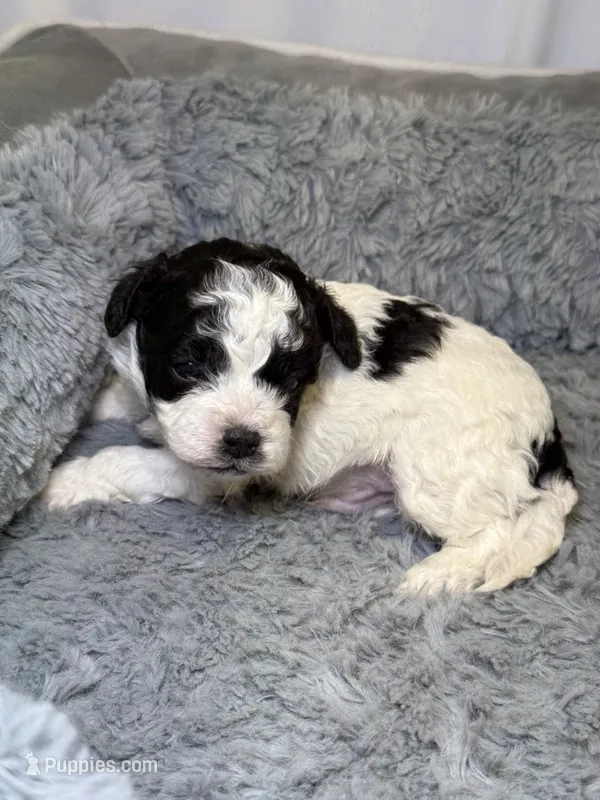Boulder  – Cavapoo, Poodle - Toy  puppy for sale in Indianapolis, IN