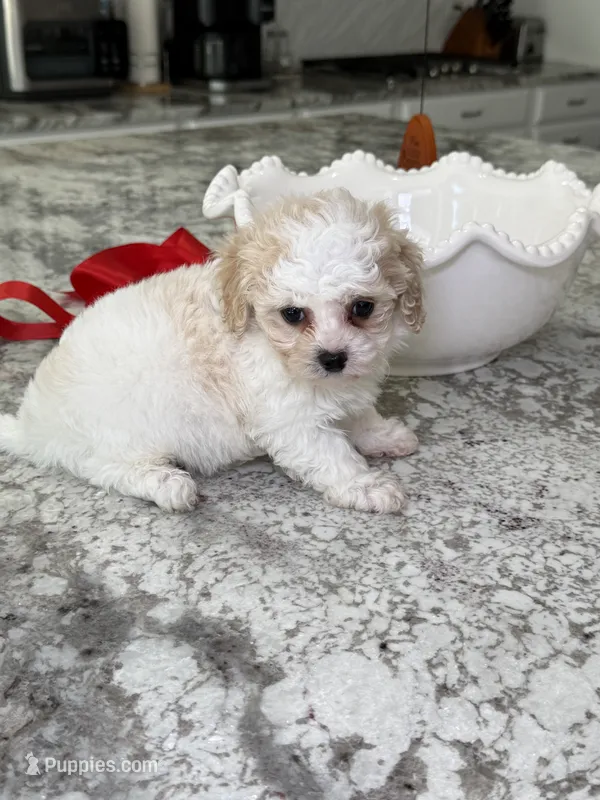 Aspen – Cavapoo, Poodle - Toy  puppy for sale in Indianapolis, IN
