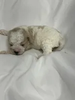 Aspen, a male Cavapoo and Poodle - Toy  for sale in Indianapolis, IN – Photo 5 of 7
