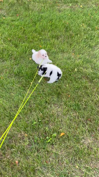 SOLD ******Aspen******, a male Cavapoo and Poodle - Toy  for sale in Indianapolis, IN – 10 of 10