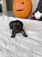 CHARLIE BROWN READY FOR THANKSGIVING❣️🦃, a male Cavapoo and Poodle - Toy  for sale in Indianapolis, IN – 2 of 6