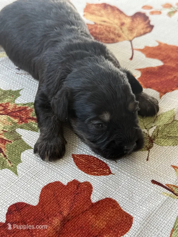 CHARLIE BROWN beautiful black & tan.  – Cavapoo, Poodle - Toy  puppy for sale in Indianapolis, IN