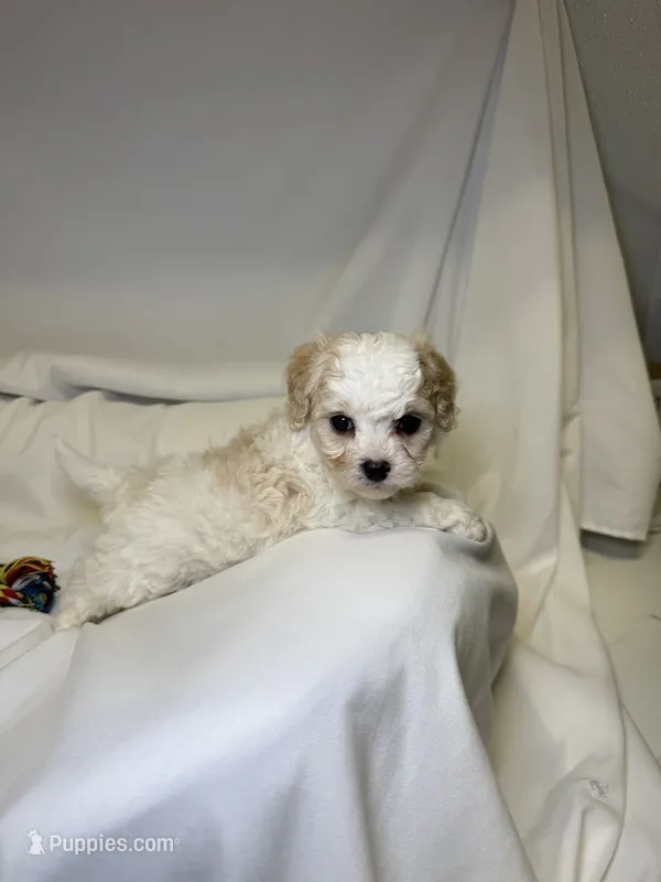 Aspen – Cavapoo, Poodle - Toy  puppy for sale in Indianapolis, IN