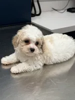 READY TO GO!!!!  Aspen, a male Cavapoo and Poodle - Toy  for sale in Indianapolis, IN – 1 of 9