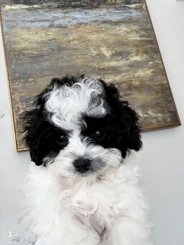*******  Boulder  ******* – Cavapoo, Poodle - Toy  puppy for sale in Indianapolis, IN