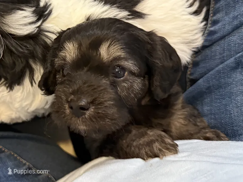 CHARLIE BROWN READY FOR THANKSGIVING❣️🦃 – Cavapoo, Poodle - Toy  puppy for sale in Indianapolis, IN