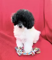 OREO AKC, a female Poodle - Toy  for sale in Indianapolis, IN – Photo 2 of 9