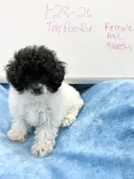 OREO AKC, a female Poodle - Toy  for sale in Indianapolis, IN – Photo 8 of 9