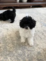OREO AKC, a female Poodle - Toy  for sale in Indianapolis, IN – Photo 7 of 9