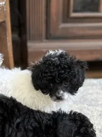 OREO AKC, a female Poodle - Toy  for sale in Indianapolis, IN – Photo 3 of 9