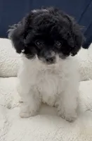 OREO AKC, a female Poodle - Toy  for sale in Indianapolis, IN – Photo 6 of 9