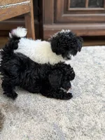 OREO AKC, a female Poodle - Toy  for sale in Indianapolis, IN – Photo 9 of 9