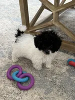 OREO AKC, a female Poodle - Toy  for sale in Indianapolis, IN – Photo 4 of 9