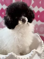 OREO AKC, a female Poodle - Toy  for sale in Indianapolis, IN – Photo 1 of 9
