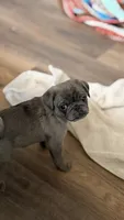 Lollipop, a female Pug for sale in Pompton Lakes, NJ – 3 of 9