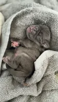 Lollipop, a female Pug for sale in Pompton Lakes, NJ – 6 of 9