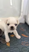 Cookie Dough, a male Pug for sale in Pompton Lakes, NJ – 4 of 10