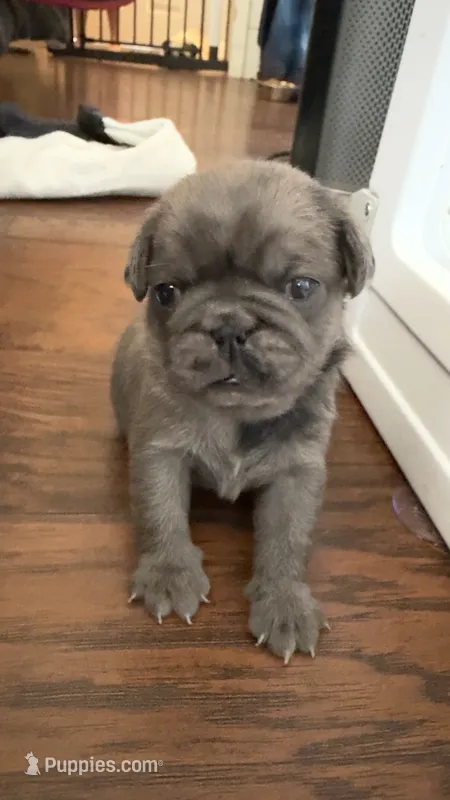 Lollipop – Pug puppy for sale in Pompton Lakes, NJ