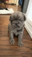 Lollipop, a female Pug for sale in Pompton Lakes, NJ – 2 of 10