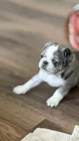 Whoopie Pie, a female Pug for sale in Pompton Lakes, NJ – 3 of 10