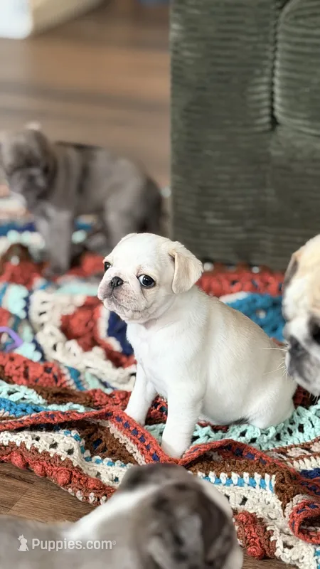 Cookie Dough – Pug puppy for sale in Pompton Lakes, NJ