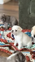 Cookie Dough, a male Pug for sale in Pompton Lakes, NJ – 1 of 10