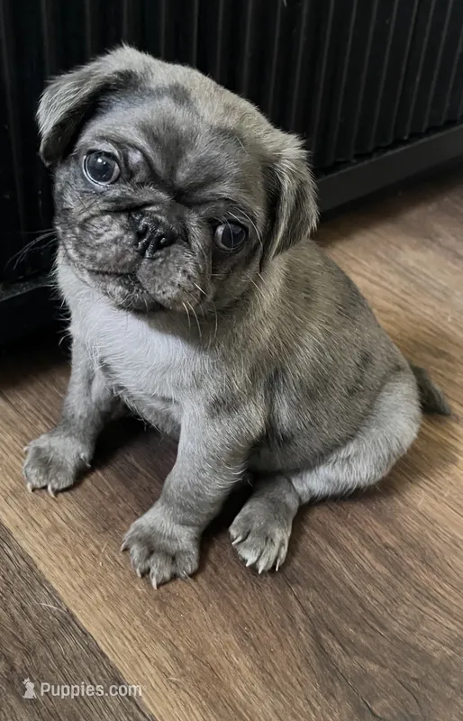 Cappuccino  – Pug puppy for sale in Pompton Lakes, NJ