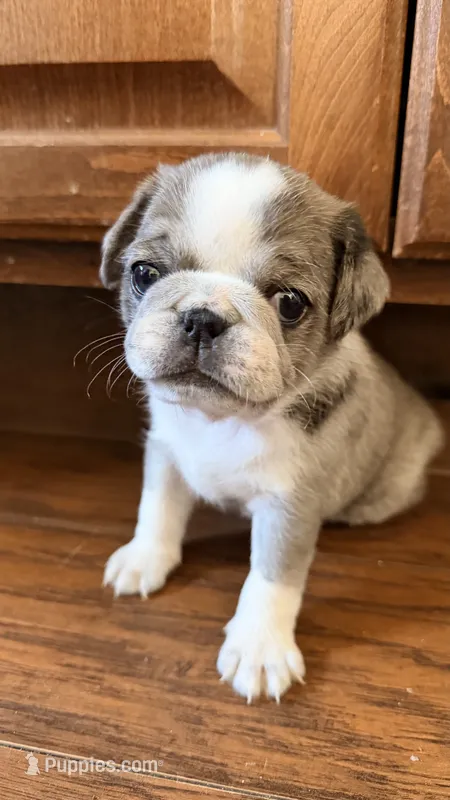 Whoopie Pie – Pug puppy for sale in Pompton Lakes, NJ