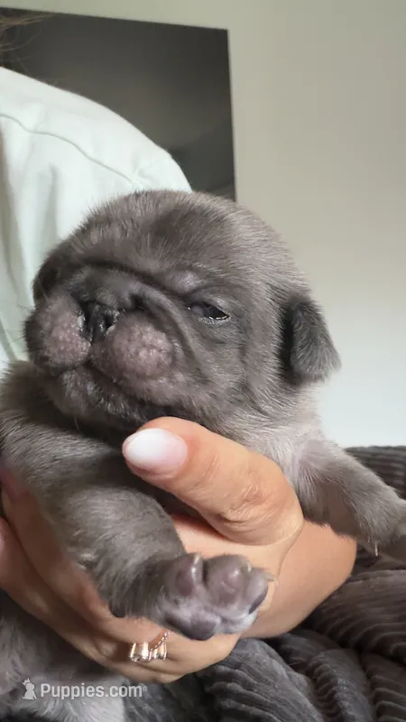 Cappuccino  – Pug puppy for sale in Pompton Lakes, NJ