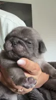 Cappuccino , a male Pug for sale in Pompton Lakes, NJ – 6 of 9