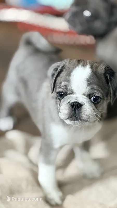 Whoopie Pie – Pug puppy for sale in Pompton Lakes, NJ