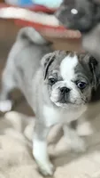 Whoopie Pie, a female Pug for sale in Pompton Lakes, NJ – 1 of 10