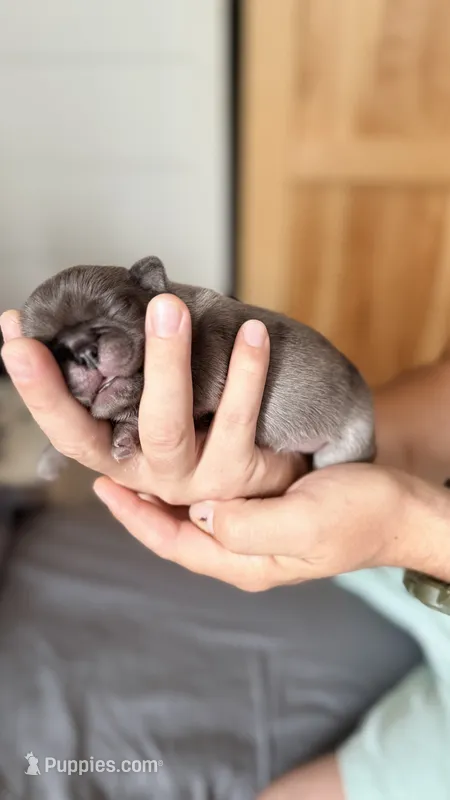 Lollipop – Pug puppy for sale in Pompton Lakes, NJ