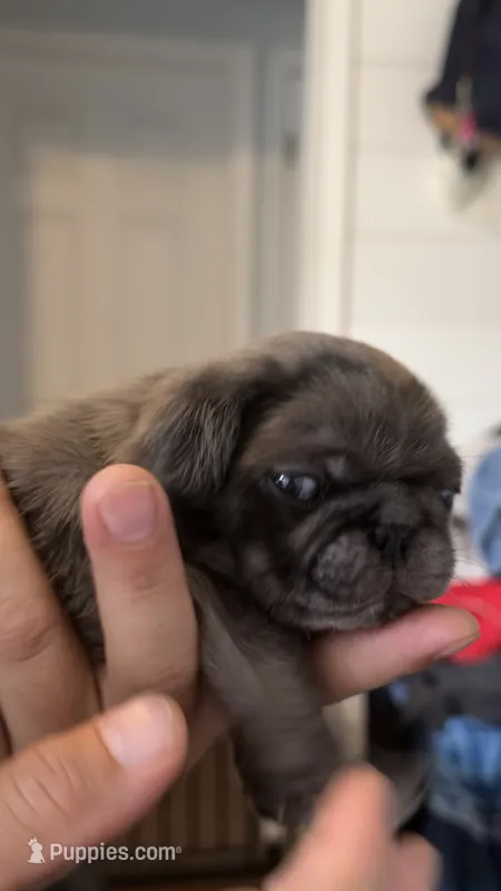 Cappuccino  – Pug puppy for sale in Pompton Lakes, NJ