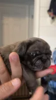 Cappuccino , a male Pug for sale in Pompton Lakes, NJ – 3 of 9