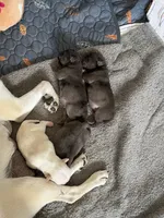 Lollipop, a female Pug for sale in Pompton Lakes, NJ – 9 of 9
