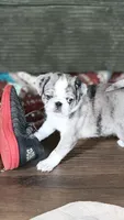 Whoopie Pie, a female Pug for sale in Pompton Lakes, NJ – 2 of 10