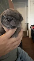 Cappuccino , a male Pug for sale in Pompton Lakes, NJ – 2 of 9