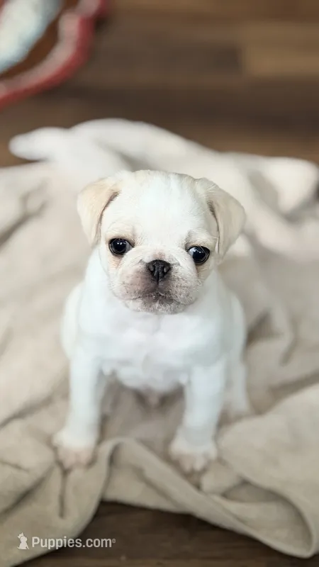 Cookie Dough – Pug puppy for sale in Pompton Lakes, NJ