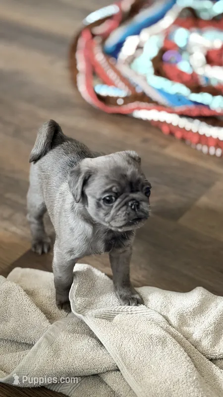 Lollipop – Pug puppy for sale in Pompton Lakes, NJ