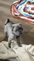 Lollipop, a female Pug for sale in Pompton Lakes, NJ – 1 of 10