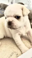 Cookie Dough, a male Pug for sale in Pompton Lakes, NJ – 6 of 10