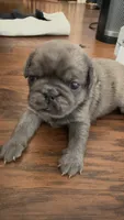 Lollipop, a female Pug for sale in Pompton Lakes, NJ – 3 of 10