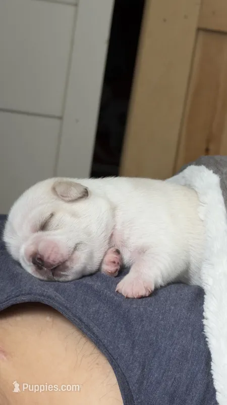 Cookie Dough – Pug puppy for sale in Pompton Lakes, NJ