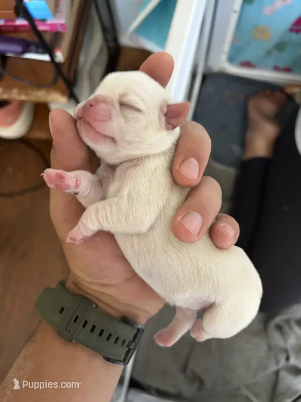 Cookie Dough – Pug puppy for sale in Pompton Lakes, NJ